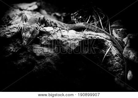 jewelled lizard - timon lepidus - black and white animals portraits