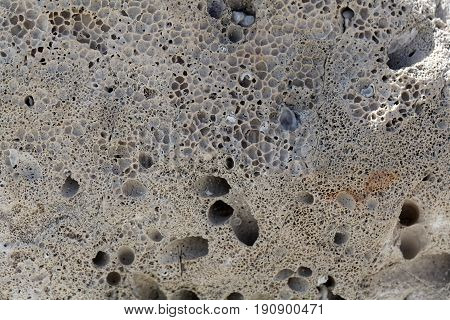 Bioerosion boring traces of boring organisms on a coastal limestone.