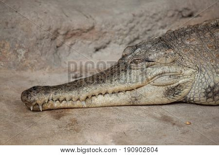 Slender-snouted crocodile (Mecistops cataphractus). Wildlife animal. 
