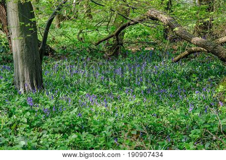 Bluebells in the woods in Spring wild and natural