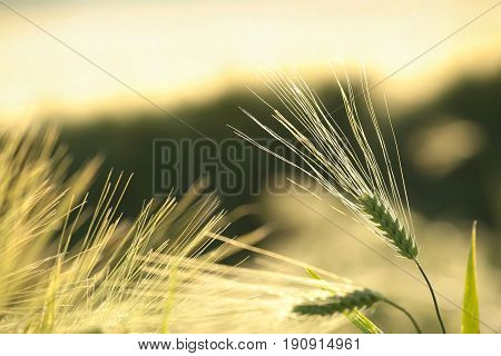 Ear of wheat Nature field dusk Nature background Nature background cereal Nature bread Nature background Macro Nature background sunset sun Nature background Nature background outdoor Nature background grain plant Nature background.