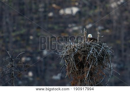 Eagle Nest