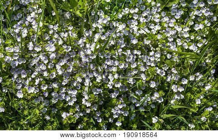 Forget-me-nots (Myosotis arvensis). Small azure flowers. Flower carpet. Selective focus.