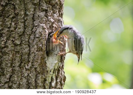 Bird Nuthatch feeds young hungry nestling from beak to beak. Wild nature scene of spring forest life