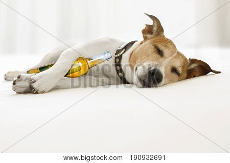 Drunk Hangover  Dog