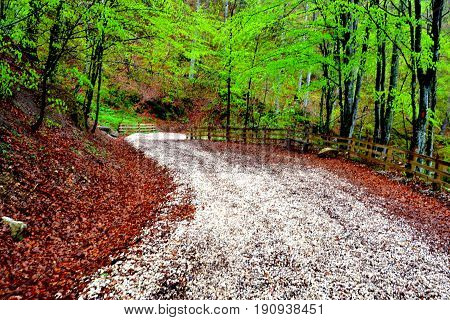 Road ro poiana Brasov. Brasov is a town situated in Transylvania, Romania, in the center of the country. 300.000 inhabitants. Poiana Brasov 12 km near Brasov is a touristic and winter station