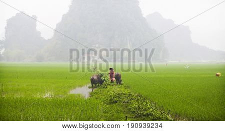 Tam Coc, Ninh Binh, Vietnam - March 16, 2017: Vietnamese farmer walking with buffolo in rice field near Ninh Binh, Vietnam