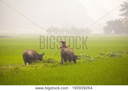Tam Coc, Ninh Binh, Vietnam - March 16, 2017: Vietnamese farmer walking with buffolo in rice field near Ninh Binh, Vietnam