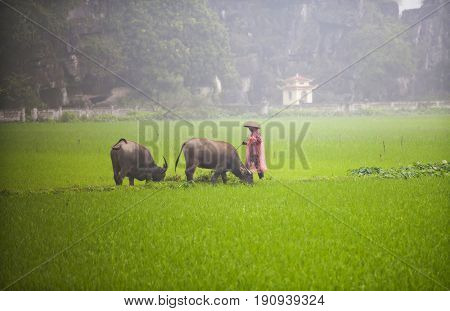 Tam Coc, Ninh Binh, Vietnam - March 16, 2017: Vietnamese farmer walking with buffolo in rice field near Ninh Binh, Vietnam