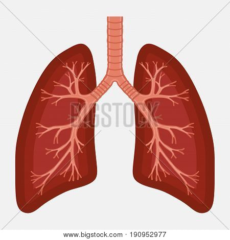 human lung anatomy diagram. illness respiratory cancer graphics.respiratory systems. Vector