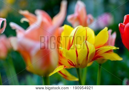 Red and yellow tulips with selective focus at spring flowerbed