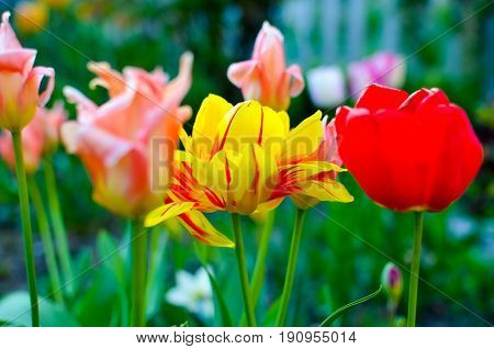 Red and yellow tulips with selective focus at spring flowerbed