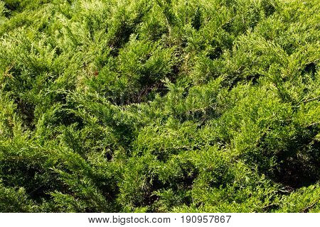 Natural background of the green juniper bushes
