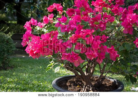 Bougainvillea flowers in pot at the park.