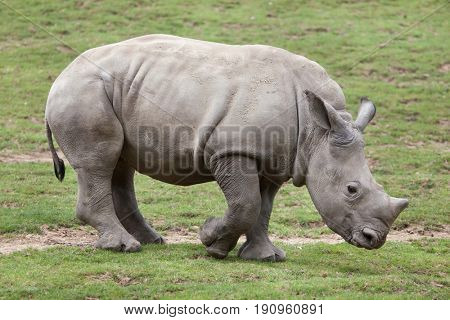 Southern white rhinoceros (Ceratotherium simum simum). Little rhino. 