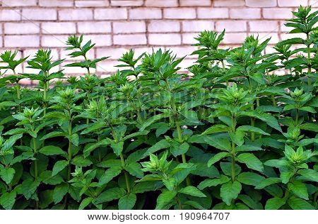 Verbainik ordinary.Plant of garden of the herbaceous perennial.(Lysimachia vulgaris)