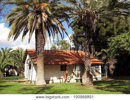 Palm trees near the house in Neve Monosson Israel