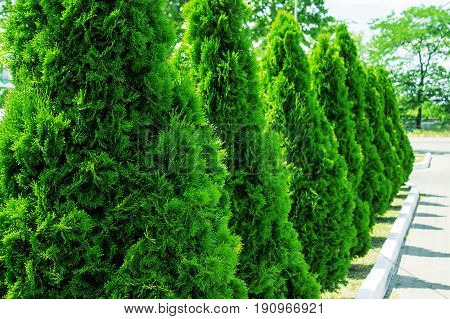 Thuja Alley And Road In Summer