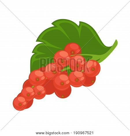 Healthy red currant sprig with green leaf isolated flat cartoon vector illustration on white background. Group of small sour fruits that grows on bushes for cooking delicious refreshing compote.