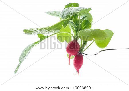 Ripe red radish with foliage on a white background