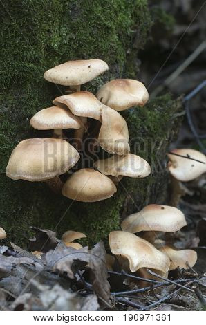 Sheathed woodtuft on an old stump closeup