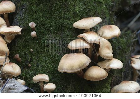 Sheathed woodtuft on an old stump closeup