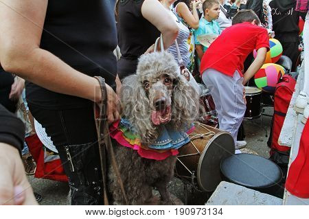 Volgograd Russia - August 26 2014: Poodle dog in the parade of circus performers 