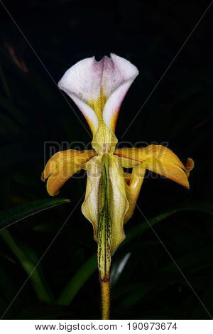 Scientific Name : Paphiopedilum Gratrixianum (mast.) Guillaumin, Family Name : Orchidaceae