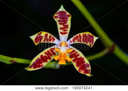 Staurochilus Dawsonianus (rchb.f.) Schltr.