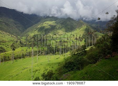 Wax Palm Trees in Cocora Valley Colombia