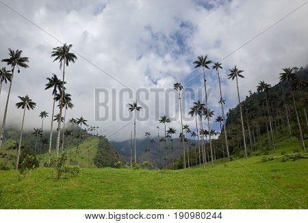 Wax Palm Trees in Cocora Valley Colombia
