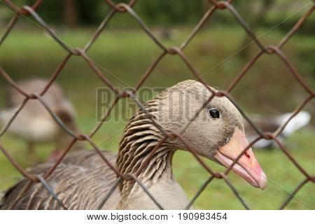 Goose behind the fence. Wild bird greylag goose in captivity.