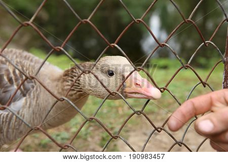 Goose behind the fence. Wild bird greylag goose in captivity.