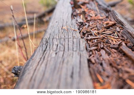 Macro of a fallen log and the details.