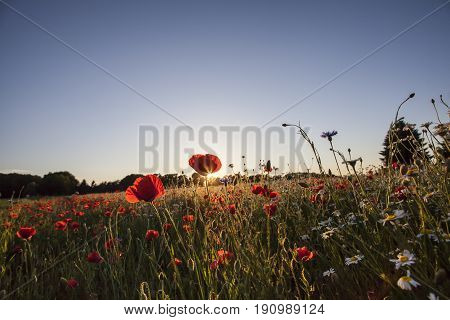 Poppies Wildflowers field on bright shine sunset light Nature Summer Blooming Meadows