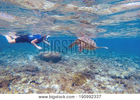Woman snorkeling with green turtle. Turtle and snorkel underwater. Snorkeling in tropical seashore. Shallow water animal. Cute turtle diving. Tropical island vacation. Marine tortoise swim undersea