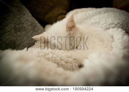 A napping white kitten curled up on a white blanket.