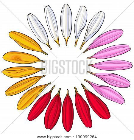Set of hand drawn white, pink, yellow and red gerbera petals, sketch vector illustration isolated on white background. Hand drawn white, pink, red, yellow gerbera petals, romantic decoration elements