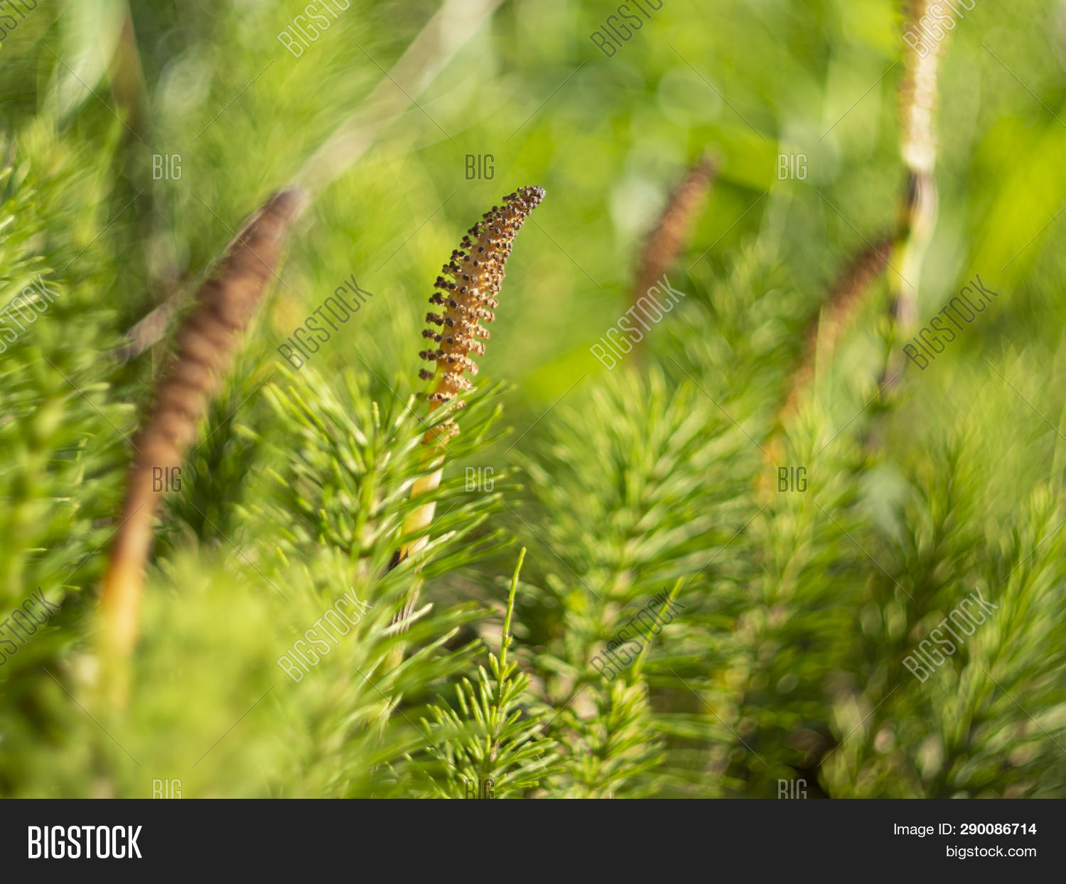 Horsetail_Mama
