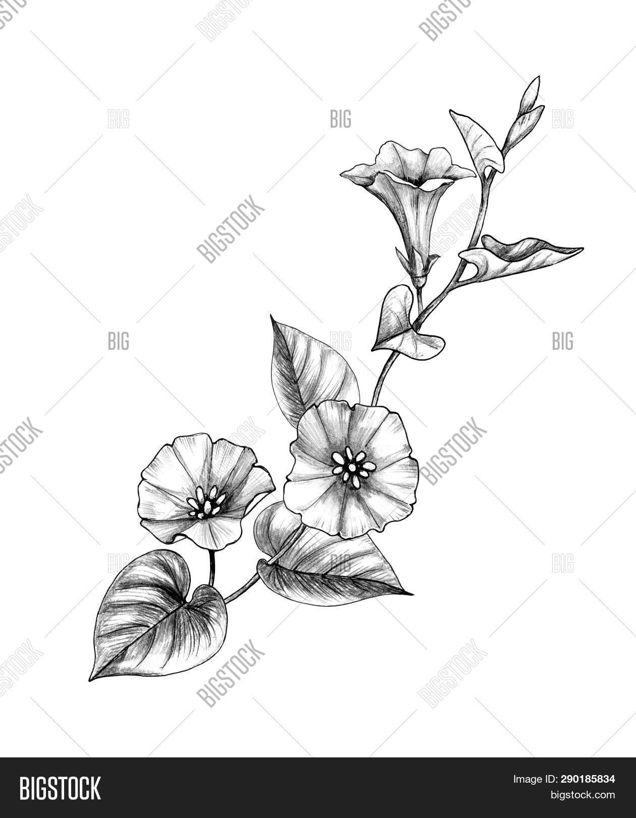 Hand Drawn Bindweed Image & Photo (Free Trial) Bigstock
