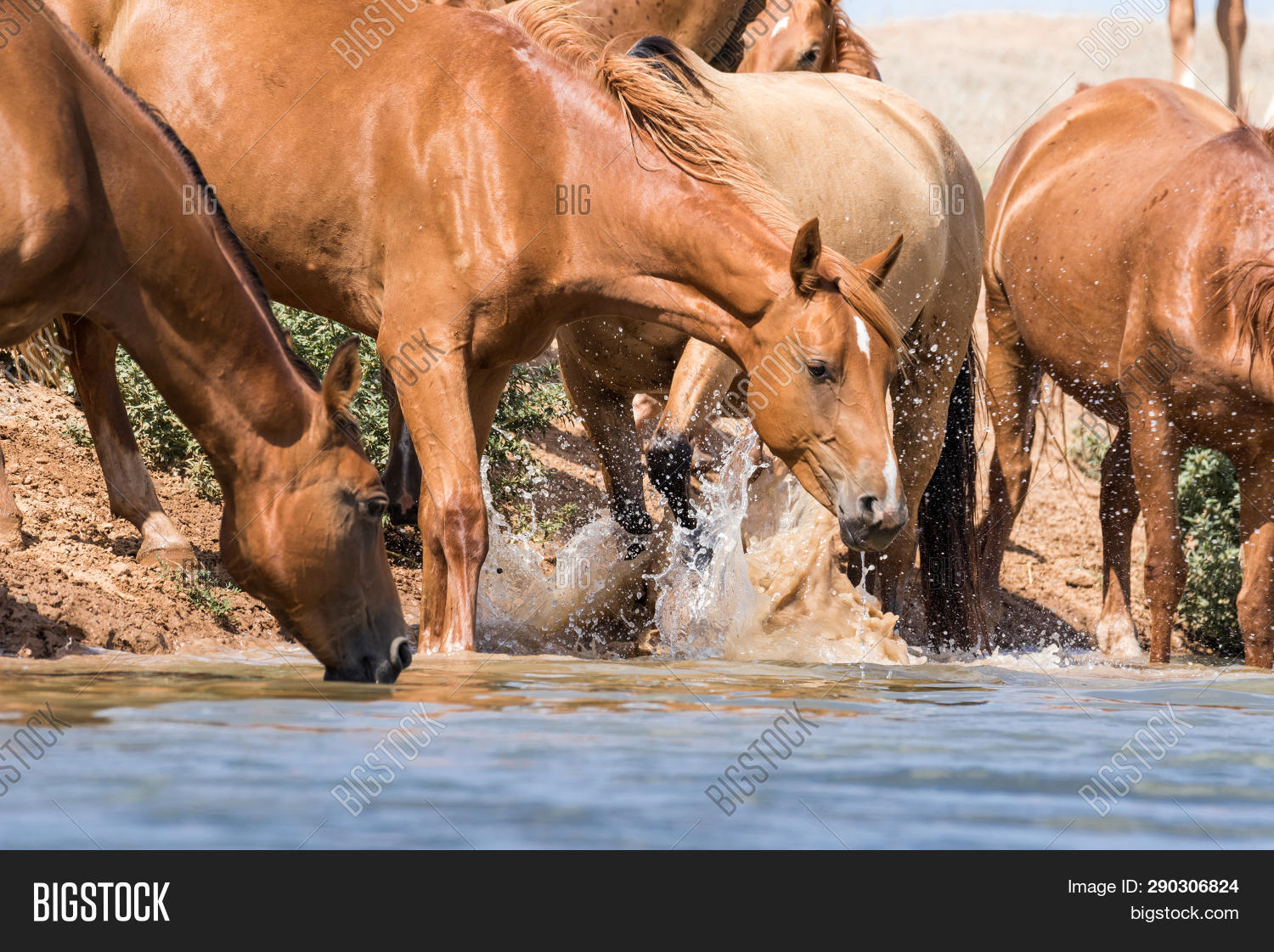 Horses Watering Place Image & Photo (Free Trial) Bigstock