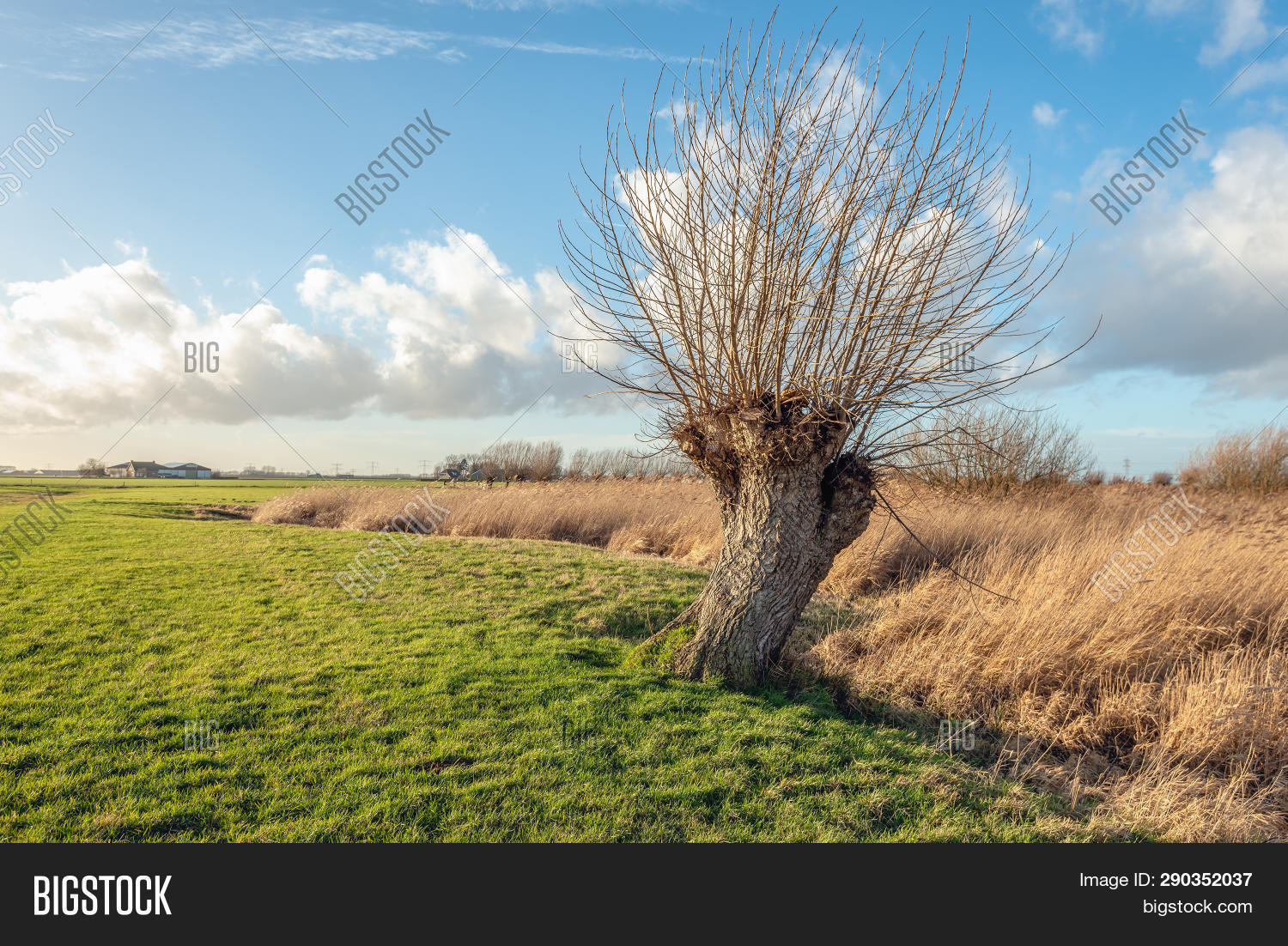 Pollard Willow Tree Image & Photo (Free Trial) Bigstock