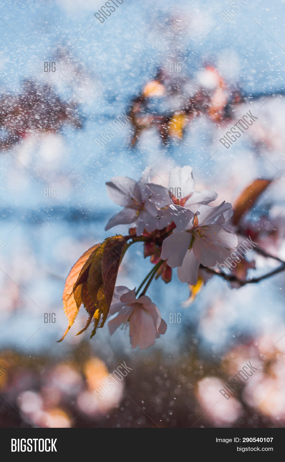 Flowering Japanese Image & Photo (Free Trial) | Bigstock