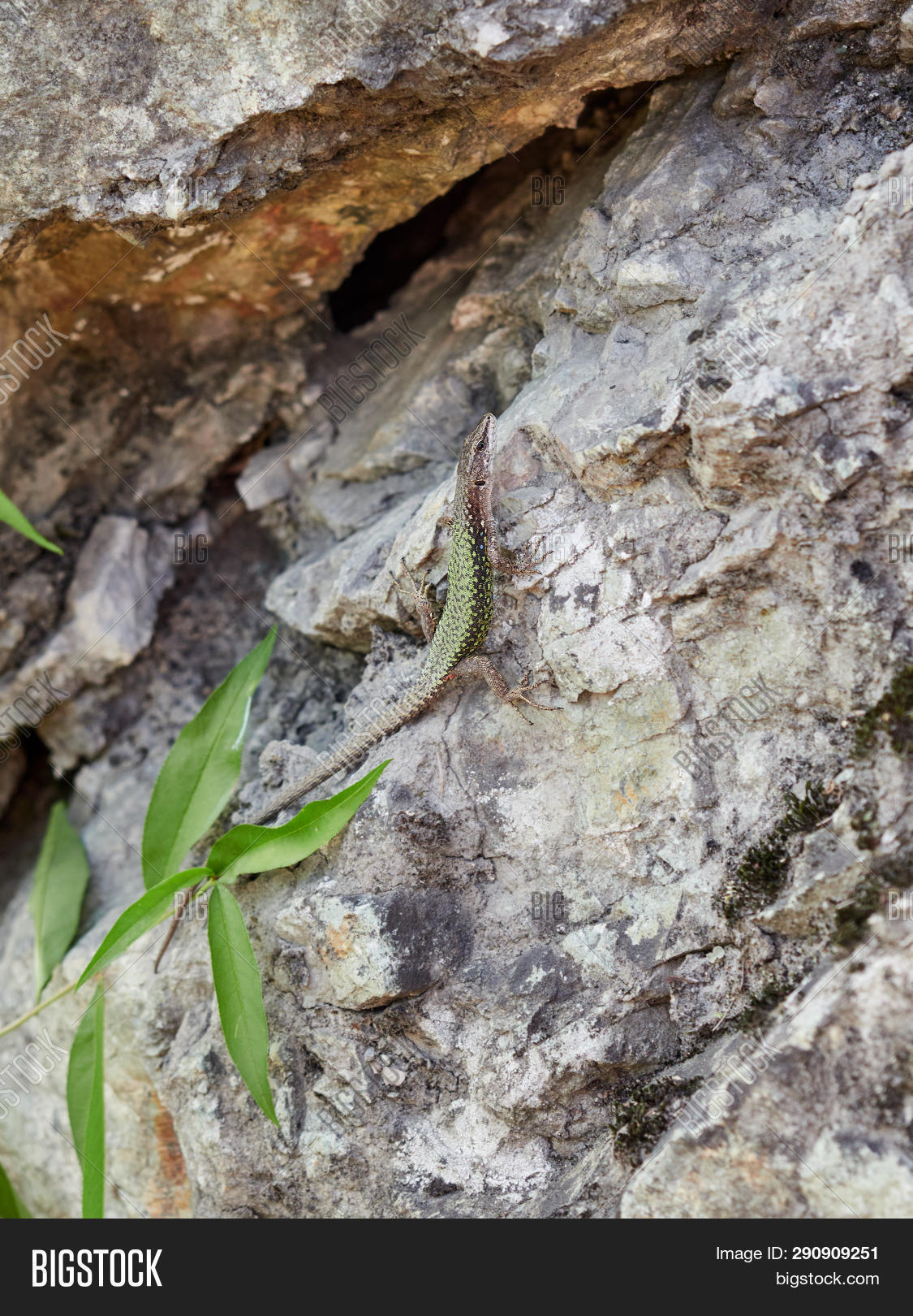 Green Lizard Crawling Image & Photo (Free Trial) Bigstock