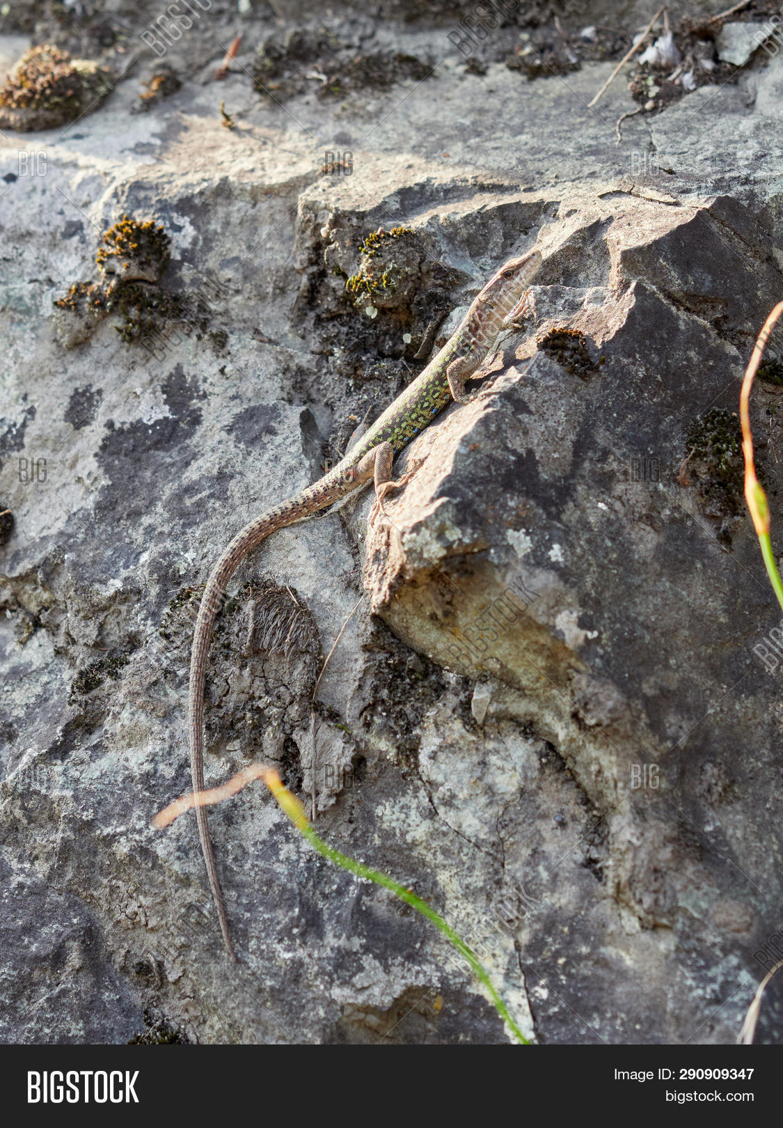 Green Lizard Crawling Image & Photo (Free Trial) Bigstock