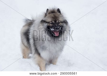 Deutscher Wolfspitz Is Standing On The White Snow. Keeshond Or German Spitz. Purebred Dog.
