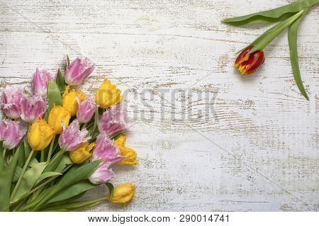 Top View Of Bright Beautiful Tulips On The White Wooden Background, Flat Lay.the Red Tulip Opposite 