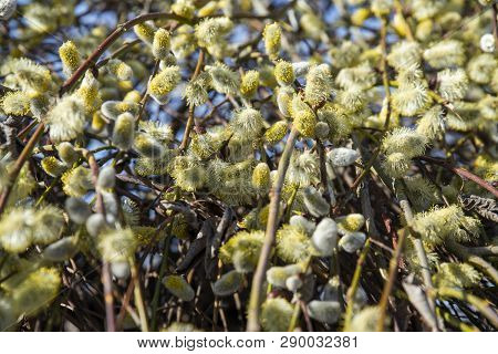 Close Up On Amentum And The Bee