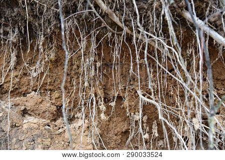 Root Of Tree Growing Throw Ceiling Of Sewer Tunnel.