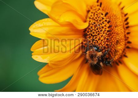 Fluffy Bumblebee On Juicy Yellow Flower With Orange Center And Vivid Pleasant Pure Petals. Pollinati